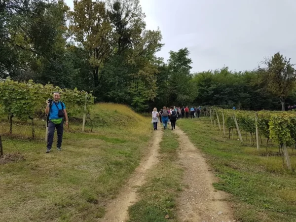 feričanci kroz vinograde i šume